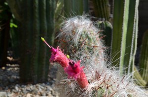 red-pinkish tubular flower from old man cactus