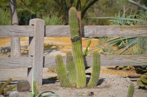 Torch Cactus