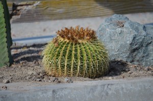 Barrel Cactus native to east-central Mexico