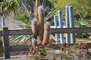 Hairy Old Man Cactus