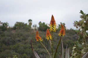 African Aloe