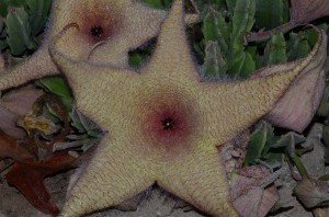 Starfish Flower