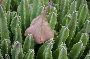 Starfish Cactus