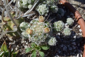 Thimble cactus