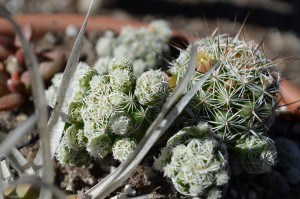 Thimble Cactus