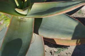 Aloe striata