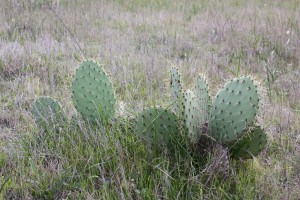 Opuntia littoralis Coast Prickly Pear