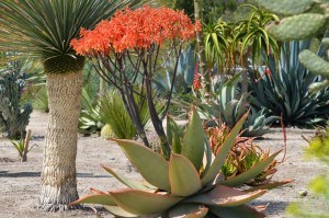 Aloe striata