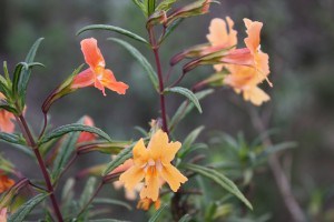 Mimulus aurantiacus