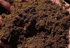 Peat Moss