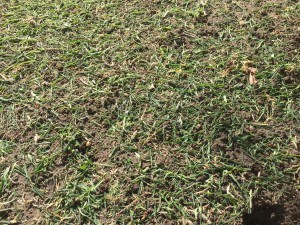 Grass clippings