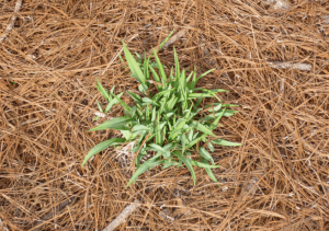 Pine Needle Mulch