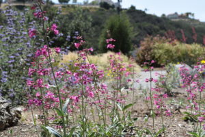 Parry's Penstemon