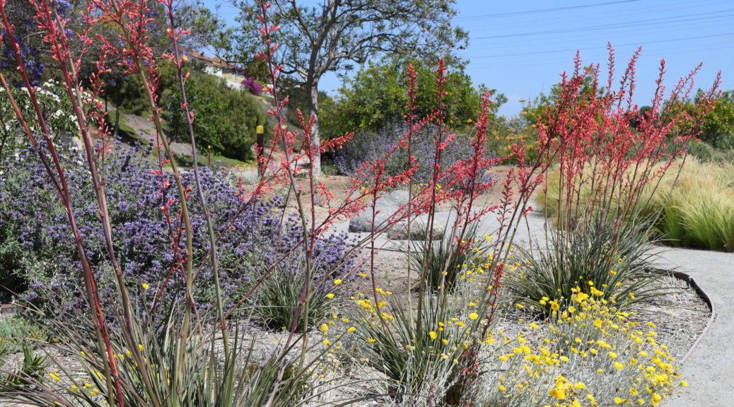 Red Yucca