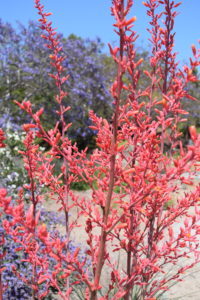 Red Yucca