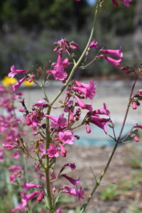 Penstemon hot pink blooms 