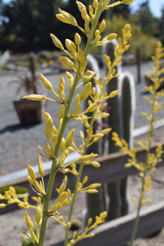 Hesperaloe parviflora ‘Red Yucca’ | Rice Canyon Demonstration Gardens