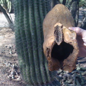 SaguaroBoot