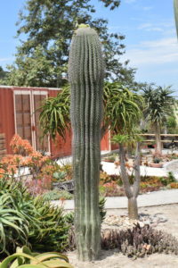 Saguaro Cactus