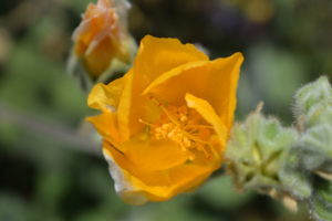 Indian Mallow