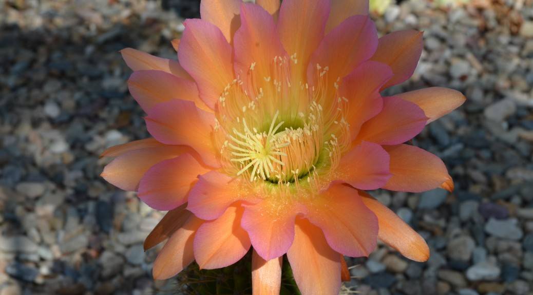 Flowering Torch Cactus