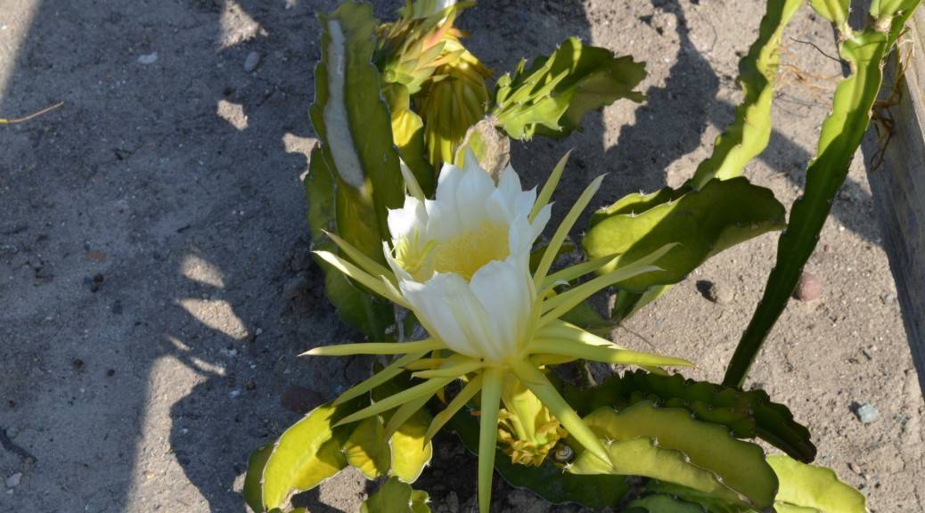 dragonfruit-plant